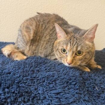 Rescue Domestic Short Hair Cats for Adoption in Cody, Wyoming - Jackie | PetCurious