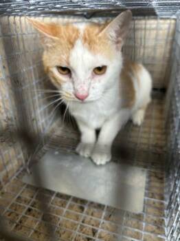 Domestic Short Hair Cats Available for Adoption - A795338 | PetCurious