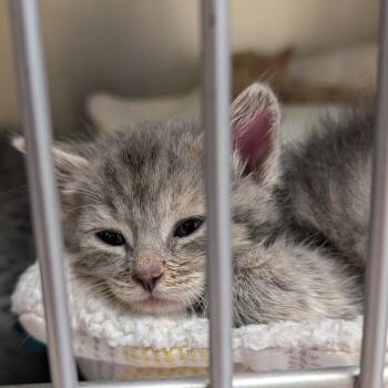 Smoke Detector -  Domestic Short Hair Cat for Adoption in Toledo, Ohio - Smoke Detector | PetCurious