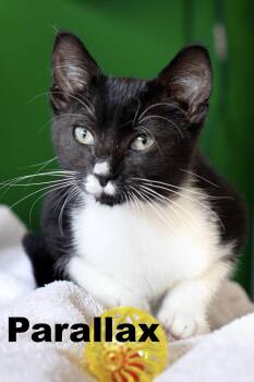 Rescue Domestic Short Hair Cats for Adoption in Macomb, Illinois - Parallax | PetCurious