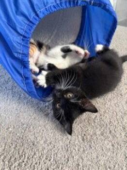 Spice Girls Litter:  BABY SPICE -  Calico and Domestic Short Hair Cat for Adoption in Hillsboro, Oregon - Spice Girls Litter:  BABY SPICE | PetCurious