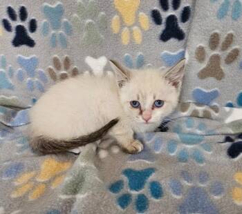 Slash -  Siamese Cat for Adoption in Wabash, Indiana - Slash | PetCurious