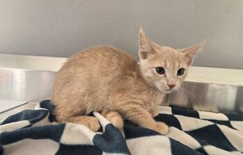 Kia -  Domestic Short Hair Cat for Adoption in Dickson, Tennessee - Kia | PetCurious