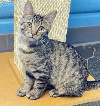 Larry -  Domestic Short Hair Cat for Adoption in Columbus, Ohio - Larry | PetCurious