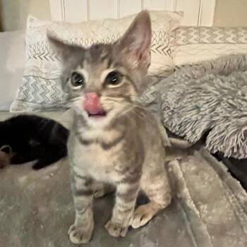 Parker Edward -  Domestic Short Hair Cat for Adoption in Normal, Illinois - Parker Edward | PetCurious