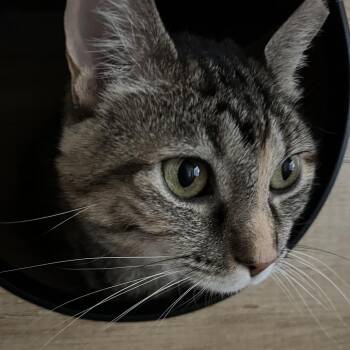 Gloria -  Domestic Short Hair Cat for Adoption in Las Vegas, Nevada - Gloria | PetCurious