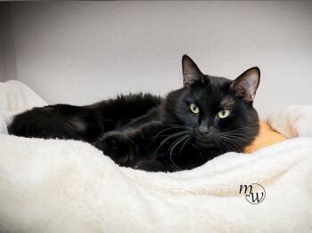 Domestic Medium Hair and Domestic Short Hair Cats Available for Adoption in Omaha, Nebraska - SOOT | PetCurious