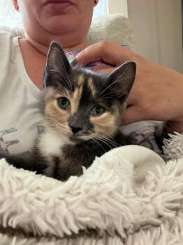Mouse -  Domestic Short Hair Cat for Adoption in Cambridge, Ontario - Mouse | PetCurious