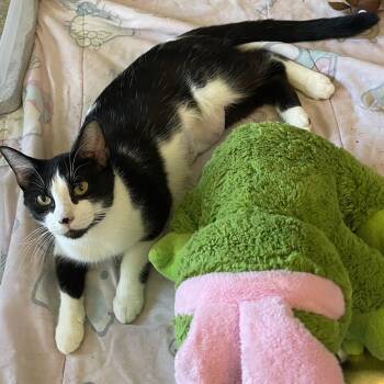 Rescue Domestic Short Hair Cats for Adoption in Minneapolis, Minnesota - Pami | PetCurious