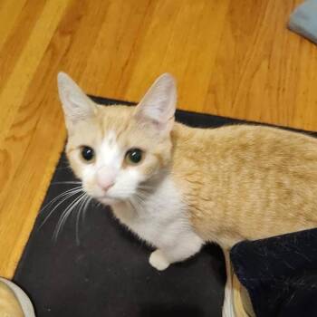 Mabel -  Domestic Short Hair Cat for Adoption in Madison, Wisconsin - Mabel | PetCurious