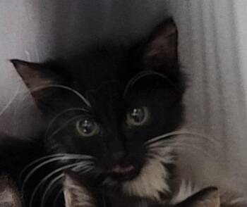 If-2 Beatrice -  Domestic Medium Hair Cat for Adoption in Lawrenceville, Georgia - If-2 Beatrice | PetCurious
