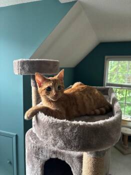 Chiquita26 -  Domestic Short Hair Cat for Adoption in Youngsville, North Carolina - Chiquita26 | PetCurious