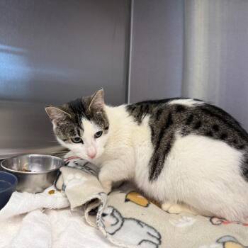 Domestic Short Hair Cats Available for Adoption - Skye | PetCurious