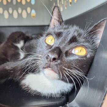 Kiki 2 -  Domestic Short Hair Cat for Adoption in Cumming, Georgia - Kiki 2 | PetCurious