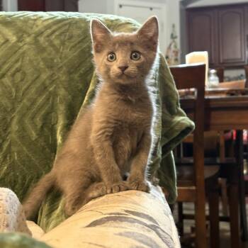 Rasp -  Domestic Short Hair Cat for Adoption in San Tan Valley, Arizona - Rasp | PetCurious