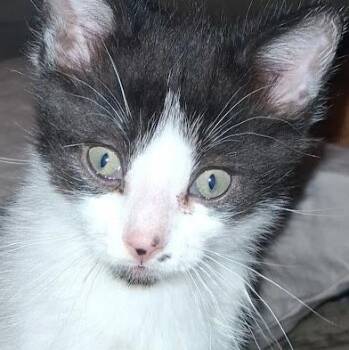 Oregano -  Domestic Short Hair Cat for Adoption in Grand Rapids, Minnesota - Oregano | PetCurious