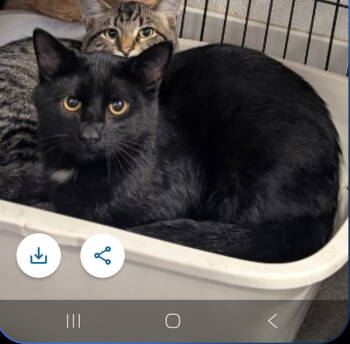 Rescue Domestic Short Hair Cats for Adoption in St. Cloud, Minnesota - Hank | PetCurious
