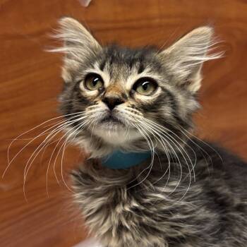 Domestic Medium Hair Cats Available for Adoption in Sonora, California - Necrozma | PetCurious