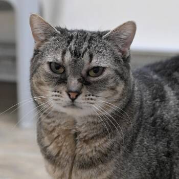 Sky -  Domestic Short Hair Cat for Adoption in Chilliwack, British Columbia - Sky | PetCurious