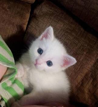 Barbie -  Domestic Short Hair Cat for Adoption in Johnson City, Tennessee - Barbie | PetCurious