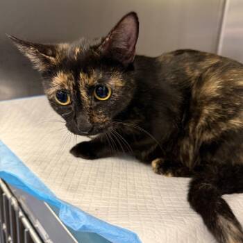 Chobani -  Domestic Short Hair Cat for Adoption in Greensboro, North Carolina - Chobani | PetCurious