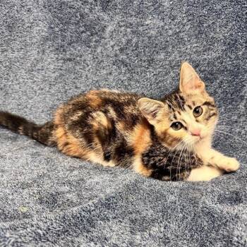 Elena -  Domestic Short Hair Cat for Adoption in Waterloo, Iowa - Elena | PetCurious