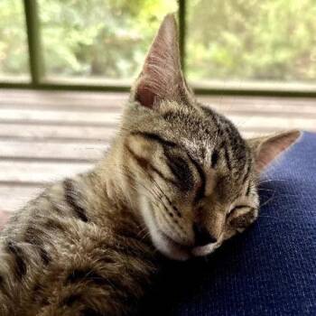 Luke -  Domestic Short Hair Cat for Adoption in Tallahassee, Florida - Luke | PetCurious