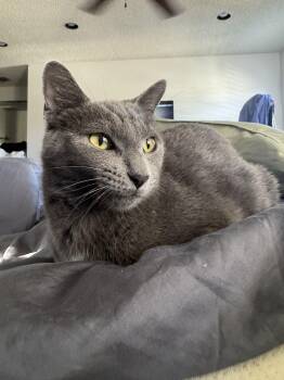 Domestic Short Hair Cats Available for Adoption in Pompano Beach, Florida - Merry | PetCurious