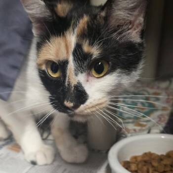 Friskie -  Domestic Short Hair Cat for Adoption in Kennebunk, Maine - Friskie | PetCurious