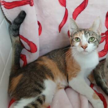 Avasarala -  Domestic Short Hair Cat for Adoption in Valdosta, Georgia - Avasarala | PetCurious