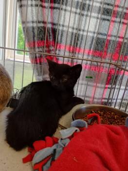 Domestic Short Hair Cats Available for Adoption in Saint James, Minnesota - Magic | PetCurious