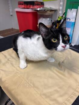 Domestic Short Hair Cats Available for Adoption - Cookie | PetCurious