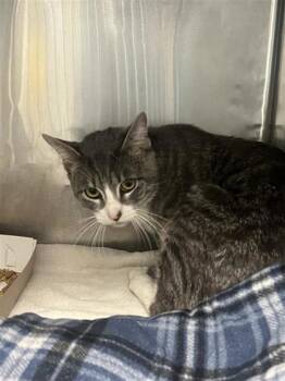 Domestic Short Hair Cats Available for Adoption in El Paso, Texas - Chowder | PetCurious