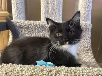 Biscuits Pancakes -  Domestic Long Hair Cat for Adoption in Chandler, Arizona - Biscuits Pancakes | PetCurious