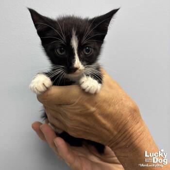 Link -  Domestic Short Hair Cat for Adoption in Washington, District Of Columbia - Link | PetCurious