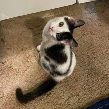 Putt-Putt -  Domestic Short Hair Cat for Adoption in State College, Pennsylvania - Putt-Putt | PetCurious