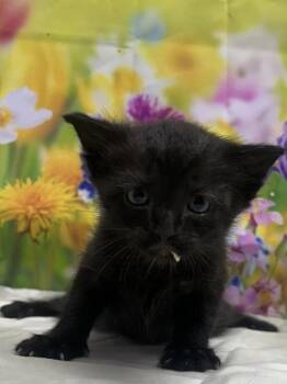 Sven -  Domestic Short Hair Cat for Adoption in San Antonio, Texas - Sven | PetCurious