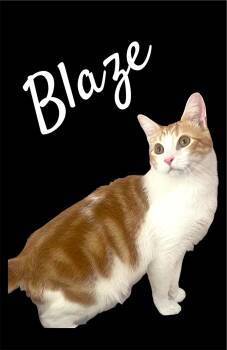 Blaze (Bonded with Luna B) -  Domestic Short Hair Cat for Adoption in Auburn, California - Blaze (Bonded With Luna B) | PetCurious