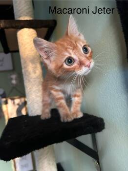 Rescue Domestic Short Hair Cats for Adoption in Clarksville, Tennessee - Macaroni Jeter | PetCurious