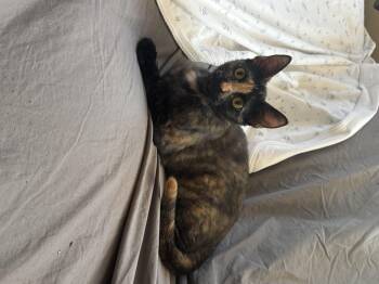 Tortoiseshell Cats Available for Adoption in Key Biscayne, Florida - Mia | PetCurious