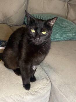 Simone -  Domestic Short Hair Cat for Adoption in Ontario, New York - Simone | PetCurious