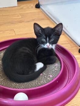 Figaro -  Domestic Short Hair Cat for Adoption in Seattle, Washington - Figaro | PetCurious