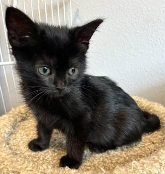 Boo -  Domestic Short Hair Cat for Adoption in Vancouver, Washington - Boo | PetCurious