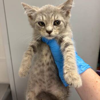 Silk -  Domestic Short Hair Cat for Adoption in Columbiana, Alabama - Silk | PetCurious