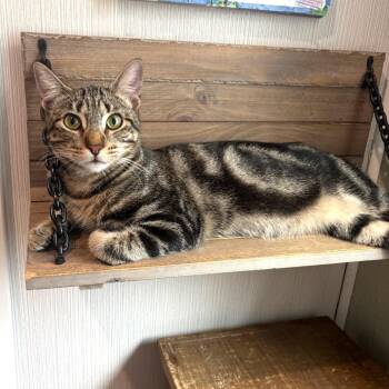 Domestic Short Hair Cats Available for Adoption in Bulverde, Texas - Milk Duds | PetCurious