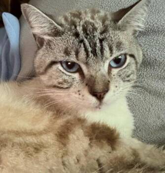 Skye -  Siamese and Domestic Short Hair Cat for Adoption in Liverpool, Texas - Skye | PetCurious