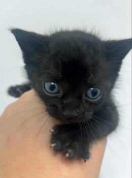 Bento -  Domestic Short Hair Cat for Adoption in Hartsville, South Carolina - Bento | PetCurious