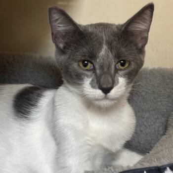 Salt 54318 -  Domestic Short Hair Cat for Adoption in Las Vegas, Nevada - Salt 54318 | PetCurious