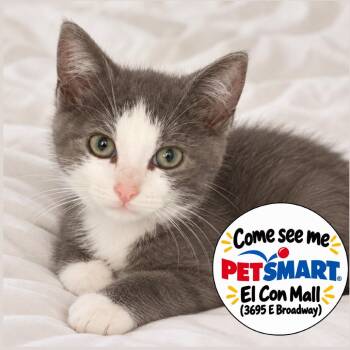 Nico -  Domestic Short Hair Cat for Adoption in Tucson, Arizona - Nico | PetCurious