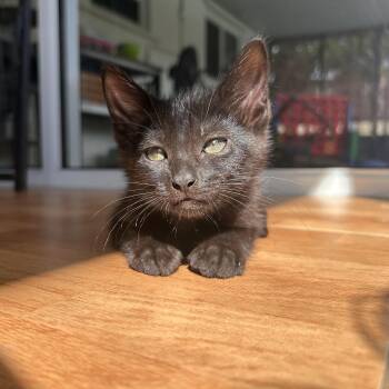 Stella -  Domestic Short Hair Cat for Adoption in Margate, Florida - Stella | PetCurious
